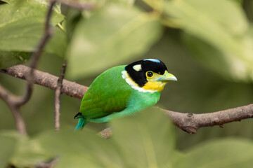 long tailed broadbill bird on a branch