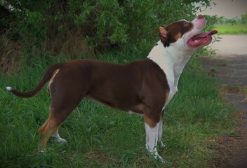 American Bully female, beautiful and friendly
