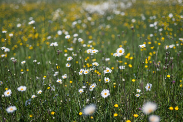 Meadow with daisy floawers in spring