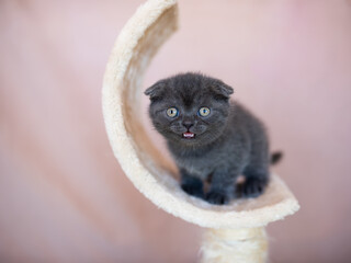 Cute kitten portrait. British Shorthair cat. Sad, crying expression