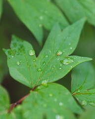 Leaf with drops