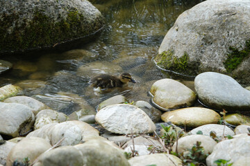 The Egyptian goose sits on green grass with little gosling. Alopochen aegyptiaca beautiful portrait.