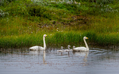 Iceland. Mother, father and offspring The whooper swan, also known as the common swan, pronounced Hooper swan, is a large northern hemisphere swan.