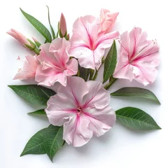 Keuken spatwand met foto An oleander flower isolated on a white background, displaying its vibrant beauty © yganko