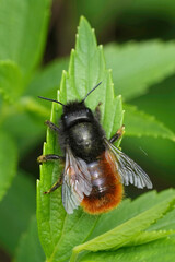 Colorful vertical closeup on a female European horned mason bee , Osmia cornuta sitting on a green leaf