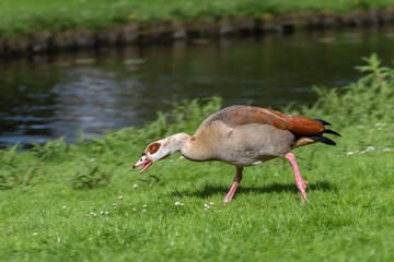 An adult male Nile or Egyptian goose (Alopochen aegyptiaca) is aggressive towards ducks during the breeding season - 785666807