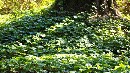 green grass in the forest