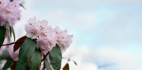 Rhododendron blossoms on spring day against blue sky with copy space.  Beautiful Orchard. Springtime  