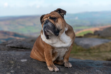Obraz premium Red English British Bulldog Dog out for a walk in mountains against cloudy looking at camera on sunny day