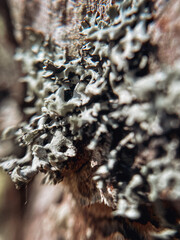 Gray lichen on a tree in a sunny summer forest. - 785668093