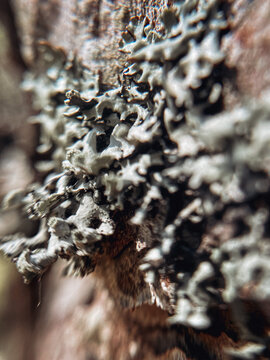 Gray lichen on a tree in a sunny summer forest.