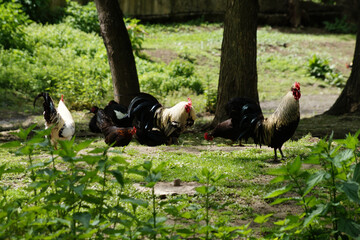 roosters and hens roam freely on a farm under the trees