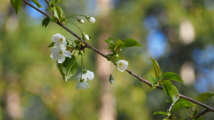 spring blossom in spring