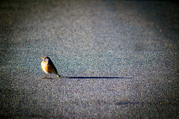 Unique & Adorable Photo of a Tiny Round Baby Robin Casting a Large Shadow on the Gray Pavement or Gray Blacktop with Vignette 