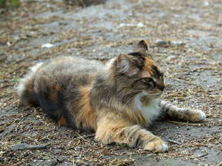long-haired calico cat resting outdoors