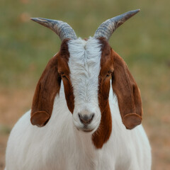 Closeup of a Boer goat 