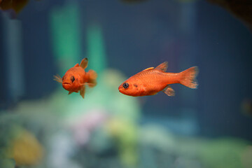Saltwater red fish - 785669851