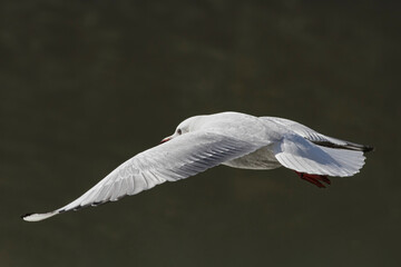 Closeup of a tern in flight - 785669864