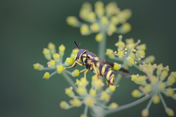 Wasp on yellow flowers - 785669886