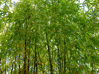 Fototapeta premium bambu cana da Índia
