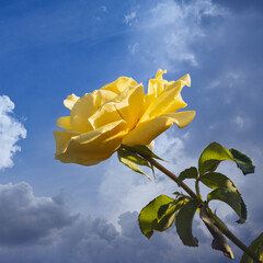 A yellow rose in front of a blue sky with fluffy clouds