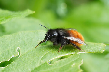 Facial closeup on a colorful black and red Euroeapn horned mason bee, Osmia cornuta on green leaf