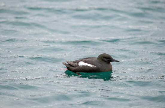 Black guillemot or tystie is a medium-sized seabird of the alcid family, Alcidae, native throughout northern Atlantic coasts and eastern North American coasts. It is resident in much of its range.