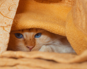 Shy blue-eyed cat hiding under a yellow blanket