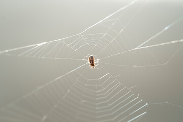 a small spider spins a web
