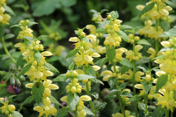 In spring, yellow deaf nettle (Lamium galeobdolon) blooms in the forest