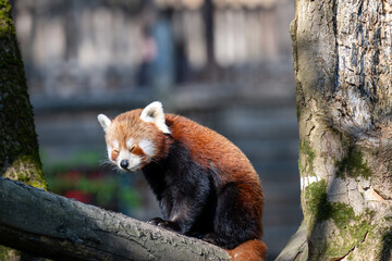 RED PANDA (AILURUS FULGENS)
