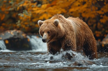 Fototapeta premium A majestic brown bear actively hunts in a rushing river against a backdrop of autumnal forest