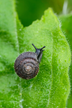 Vertical closeup on a European Hairy snail, Trocholus hispidus on a green leaf in he garden