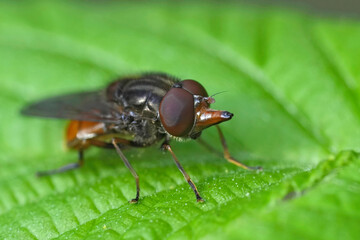 Closeup on a European red snoutfly, Rhingia campestris sitting on a green leaf