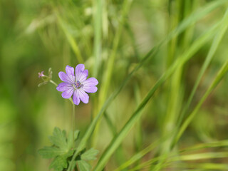 Purple delicate flower of Geranium pyrenaicum close-up in green grass