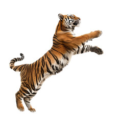 Soaring Tiger with Paws Outstretched on White