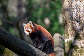Fototapeta premium RED PANDA (AILURUS FULGENS)