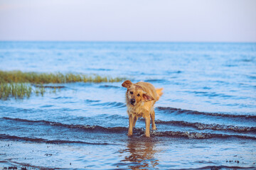 A golden retriever at the beach in Florida.