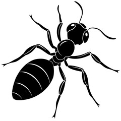 black ant isolated on white