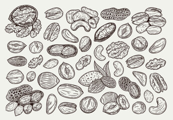 Fototapeta na wymiar Different types of nuts detailed icons, nut kernels and shells