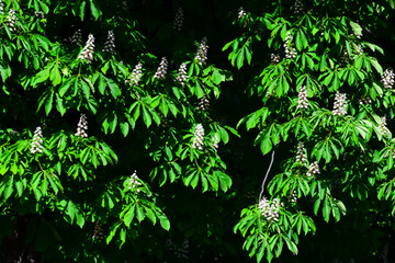 Detail view of European horse chestnut trees in full bloom with white buds at the Retiro Park in Madrid Spain