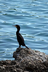Fototapeta premium Kormoran