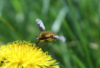 Dark-edged Bee-fly on Dandelion