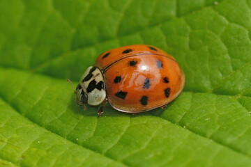 Closeup on the red form of the Asian ladybeetle, Harmonia axiridis , sitting ona green leaf
