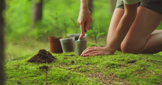 A person's hands are shown planting a sapling, symbolizing active participation in Earth Day. Replanting tree seedlings in green spring forest.