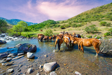 Horses gather near the river to drink. A powerful stream of water rushes past as they quench their...