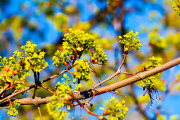 Springtime Fresh Green New Growth Blooming & Budding Tree Branch with Blue Sky Behind