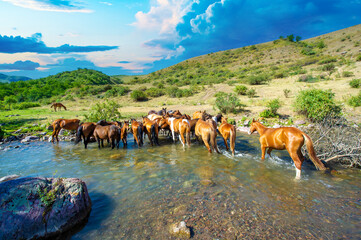 Horses can be seen dipping their heads into the flowing river. The sound of hooves splashing on...