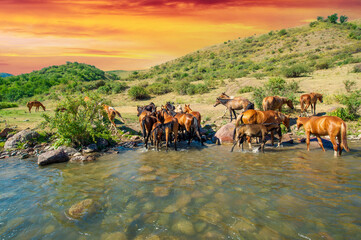 Horses drink water from the river in a picturesque setting. The beauty of nature is revealed while...