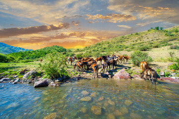 A river rushes through the landscape. Horses peacefully drink water from a stream. The beauty of...